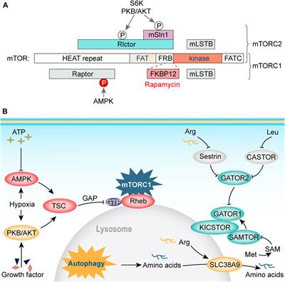 Immune-metabolic mechanisms of post-traumatic stress disorder and atherosclerosis